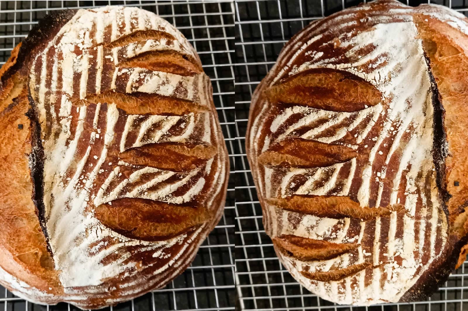 Sourdough Bread